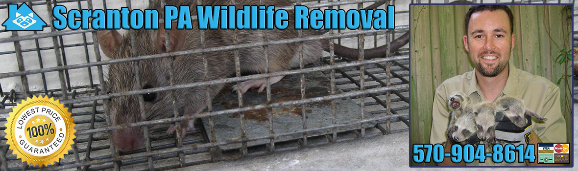 Scranton Wildlife and Animal Removal